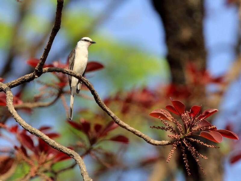 Minivet groppone bruno