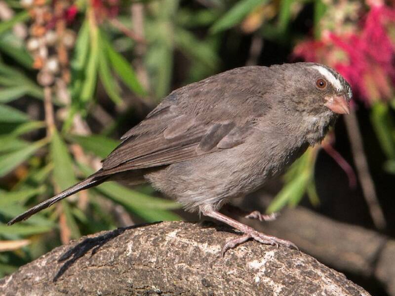 Brown-rumped Seedeater, Photos 3