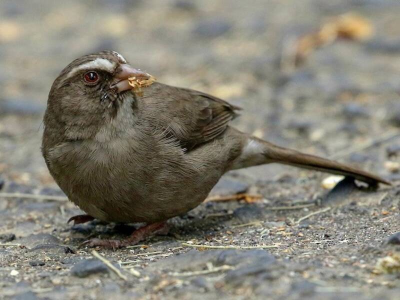 Brown-rumped Seedeater, Photos 2