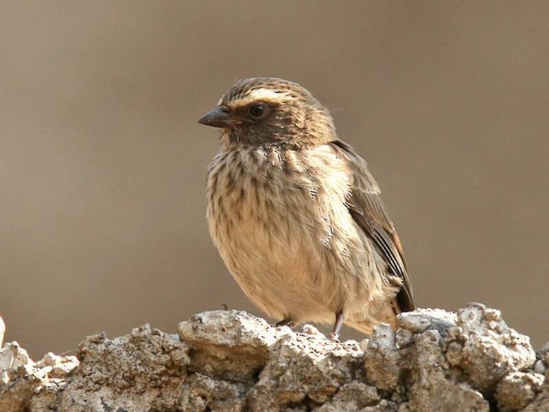 Brown-rumped Seedeater, Photos 4