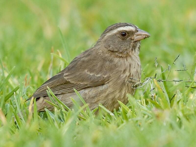 Brown-rumped Seedeater