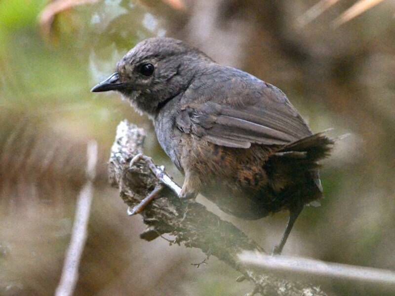 Rostbürzel-Tapaculo, Fotos 2