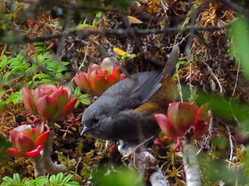 Rostbürzel-Tapaculo, Fotos 4