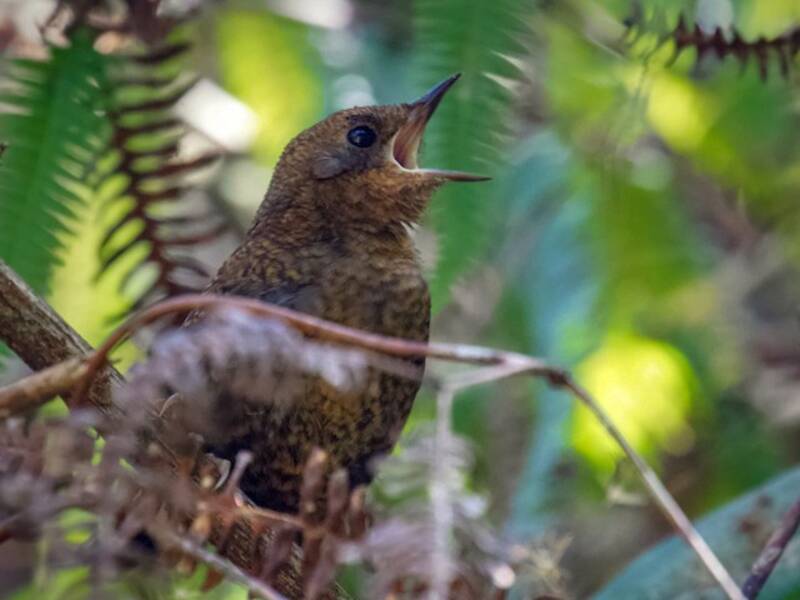 Rostbürzel-Tapaculo, Fotos 3