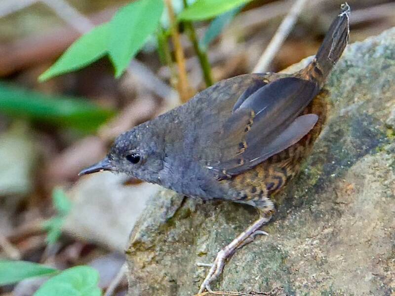 Rostbürzel-Tapaculo