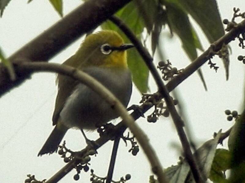 Anteojitos de Pare Sur, Fotos 3