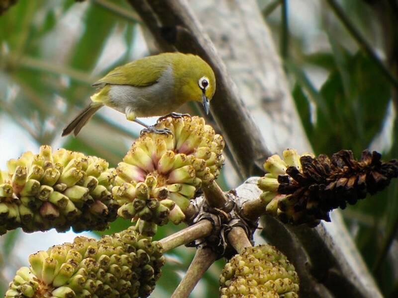 Anteojitos de Pare Sur, Zosterops winifredae