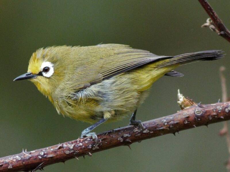 Kikuyu White-eye, Photos 3