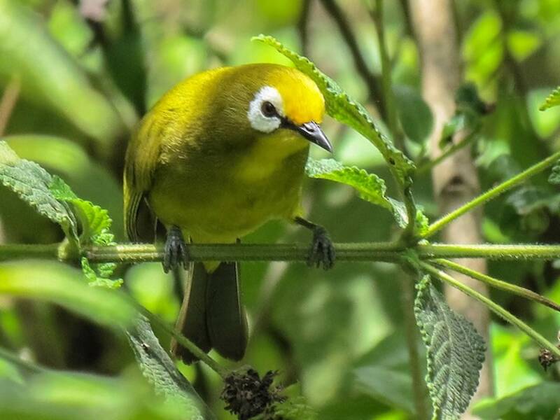 Kikuyu White-eye, Photos 4