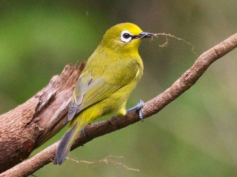 Kikuyu White-eye