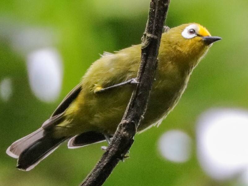 Kikuyu White-eye, Photos 2
