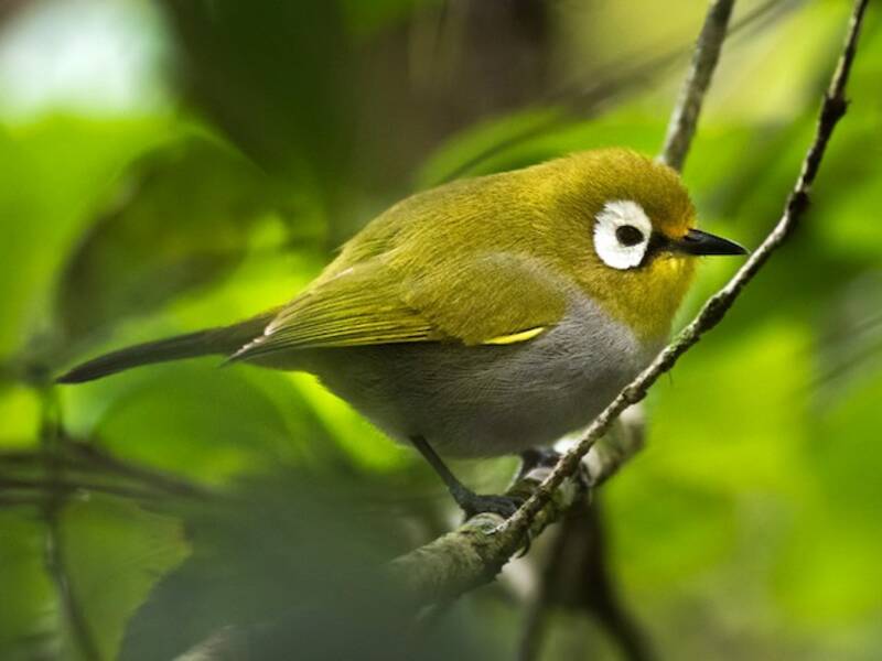 Taita White-eye