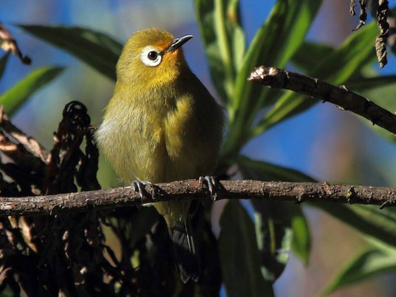 Kilimanjaro White-eye, Photos 4