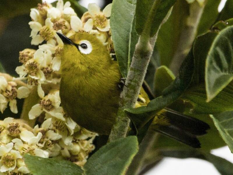Kilimanjaro White-eye, Photos 3