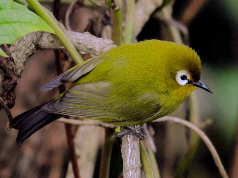 Kilimanjaro White-eye, Photos 2