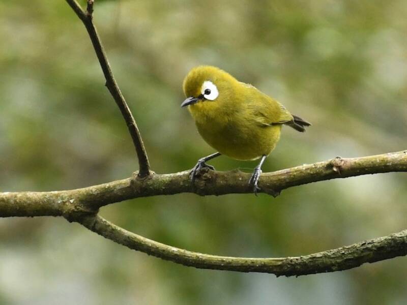 Kilimanjaro White-eye
