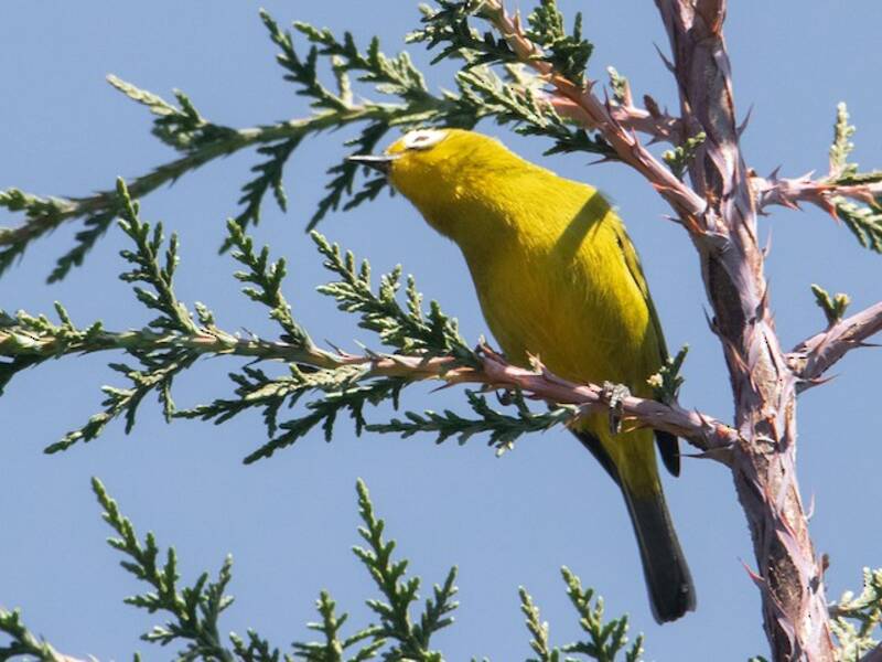 Zostérops de Mbulu, Photos 4
