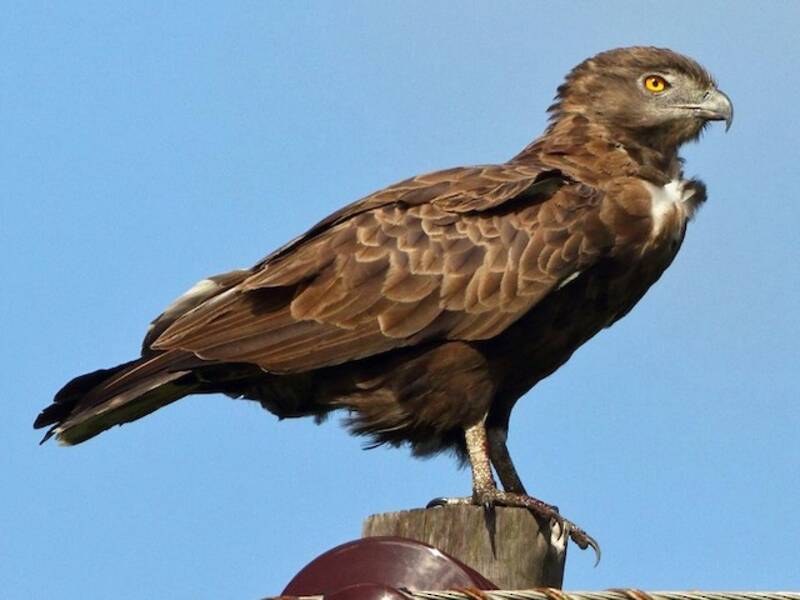 Braunkehl-Schlangenadler, Fotos 3