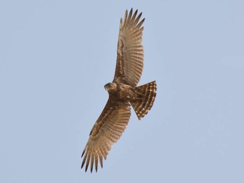 Braunkehl-Schlangenadler, Fotos 2