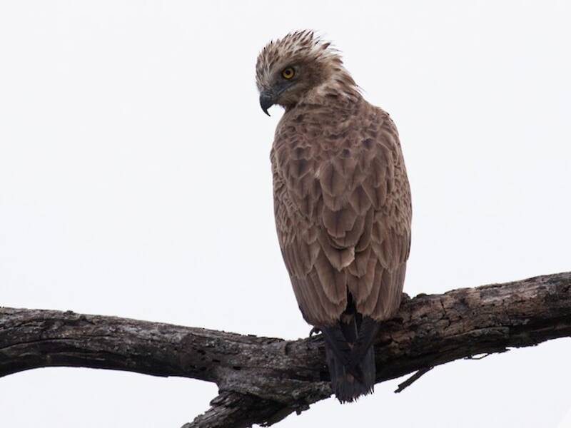 Braunkehl-Schlangenadler, Fotos 4