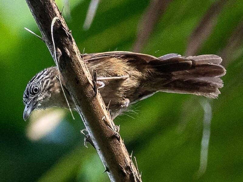 Timalí pardo, Fotos 4