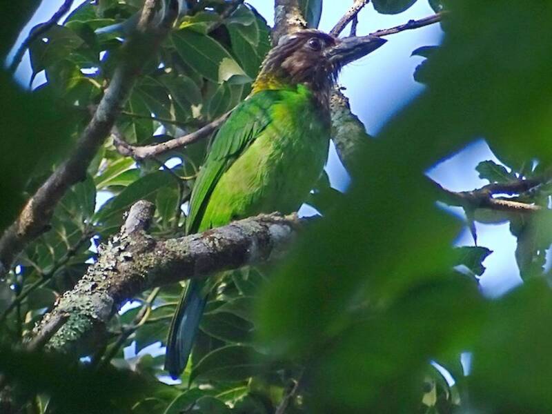 Brown-throated Barbet, 照片 3