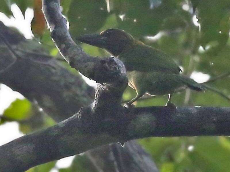 Brown-throated Barbet, 照片 2