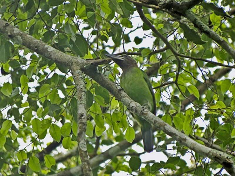Brown-throated Barbet