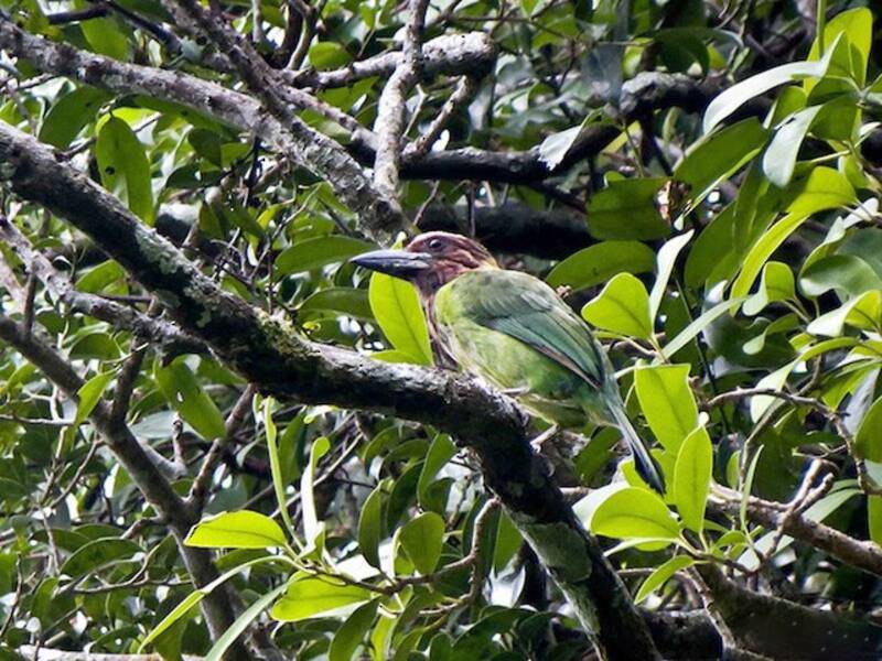 Brown-throated Barbet, 照片 4