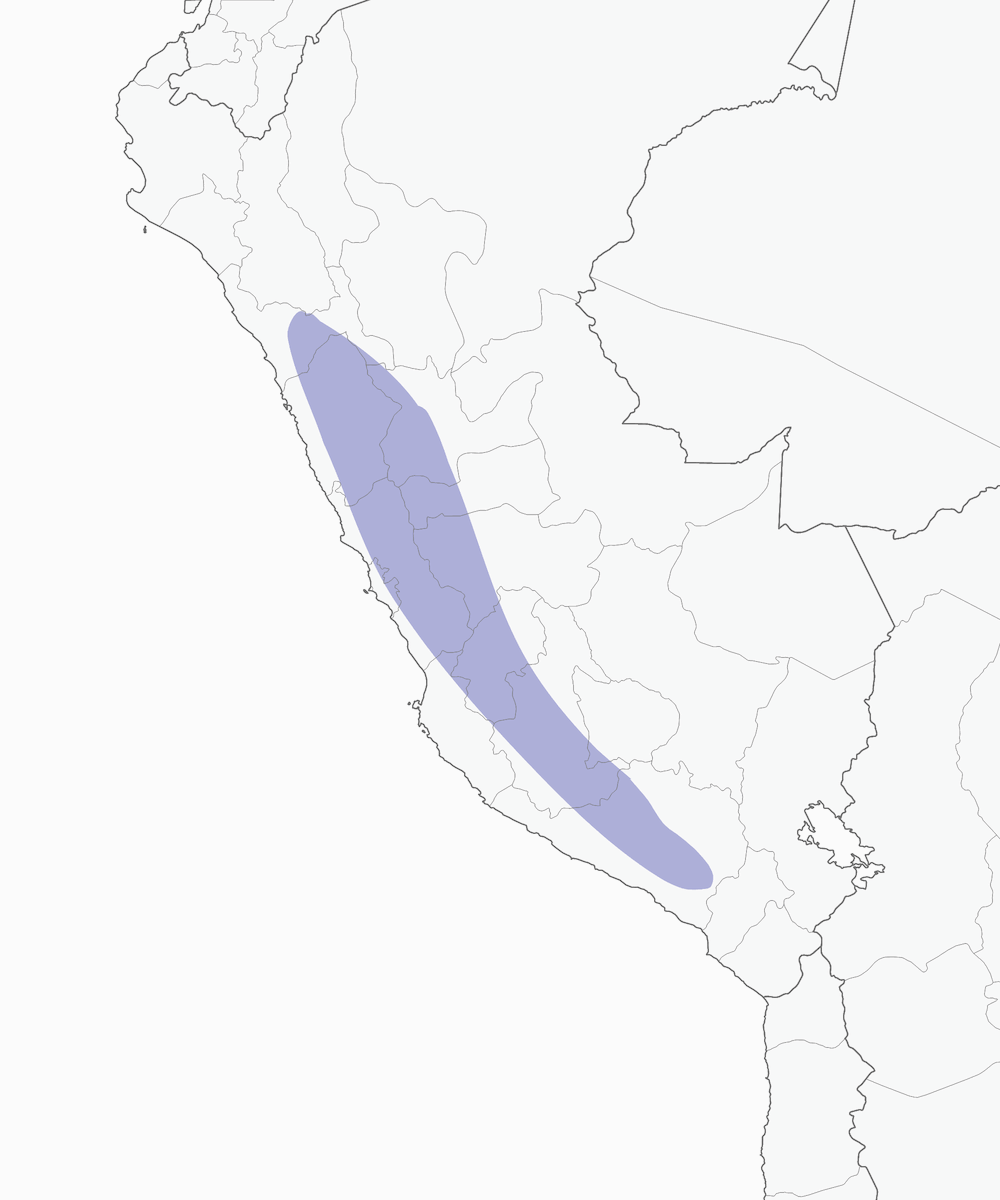Cometa codabronzo, Distribuzione 1