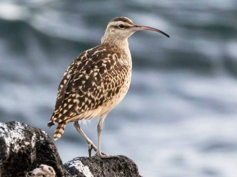 Chiurlo dalla coscia setolosa, Foto 3