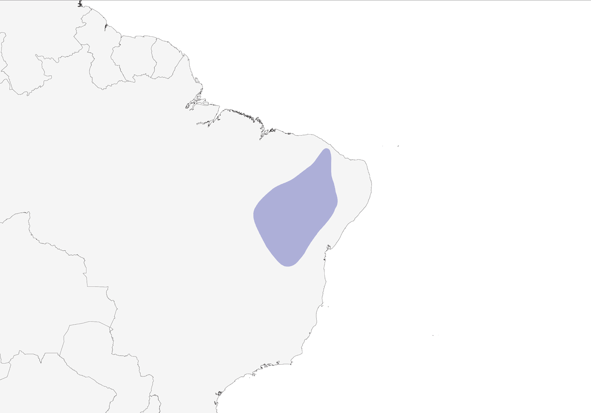 Ermite de Gounelle, Distribution 1