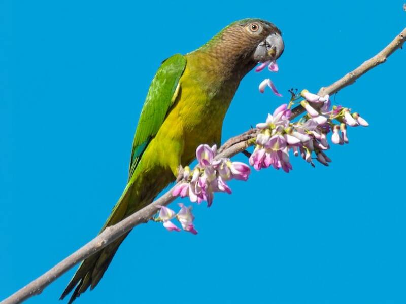 Brown-throated Parakeet, Photos 2