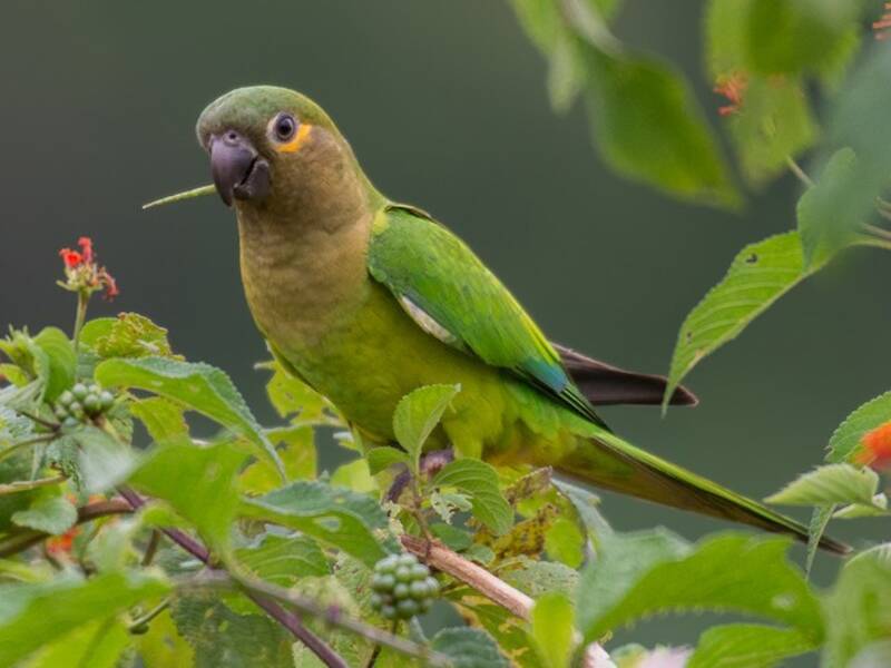Brown-throated Parakeet, Photos 3