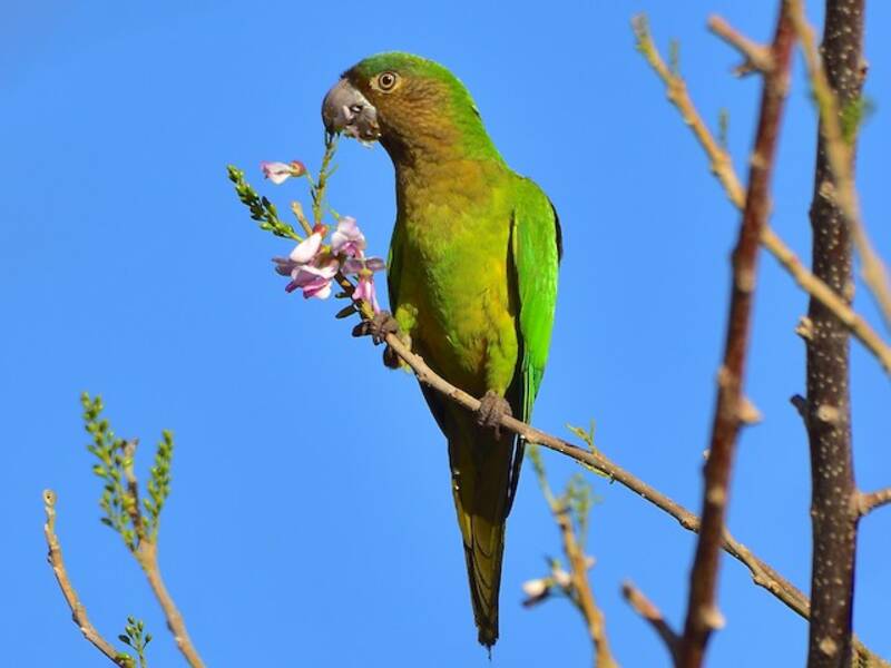 Brown-throated Parakeet, Photos 4