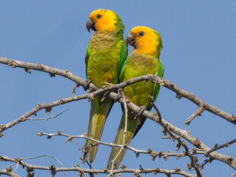 Brown-throated Parakeet