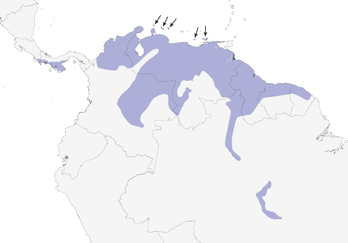 Brown-throated Parakeet, Distribution 1