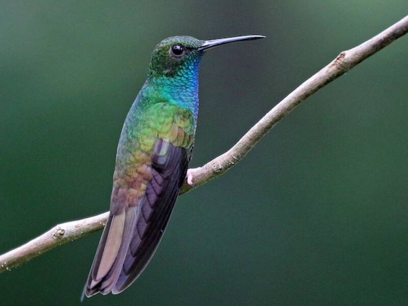 Colibrì codabronzo, Foto 3