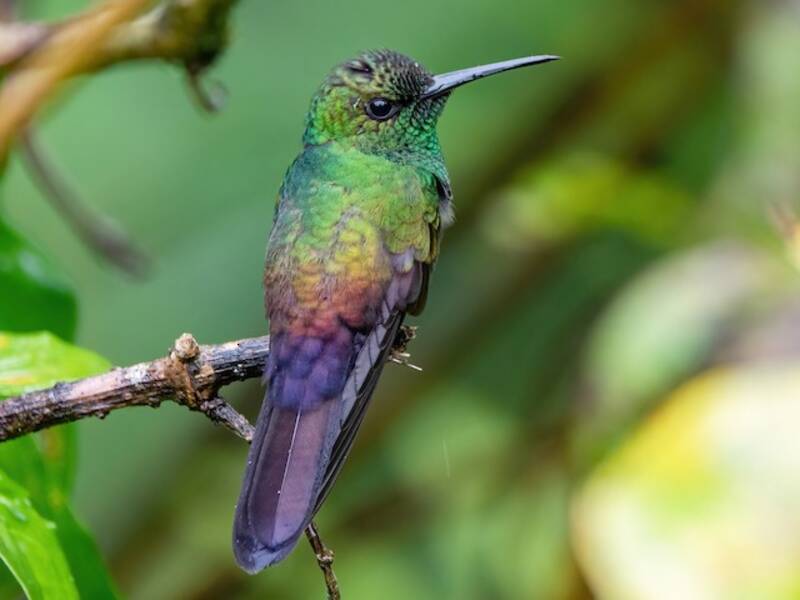 Colibrì codabronzo, Foto 2
