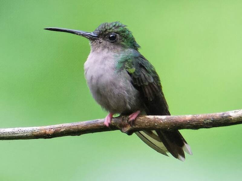 Colibrì codabronzo, Foto 4