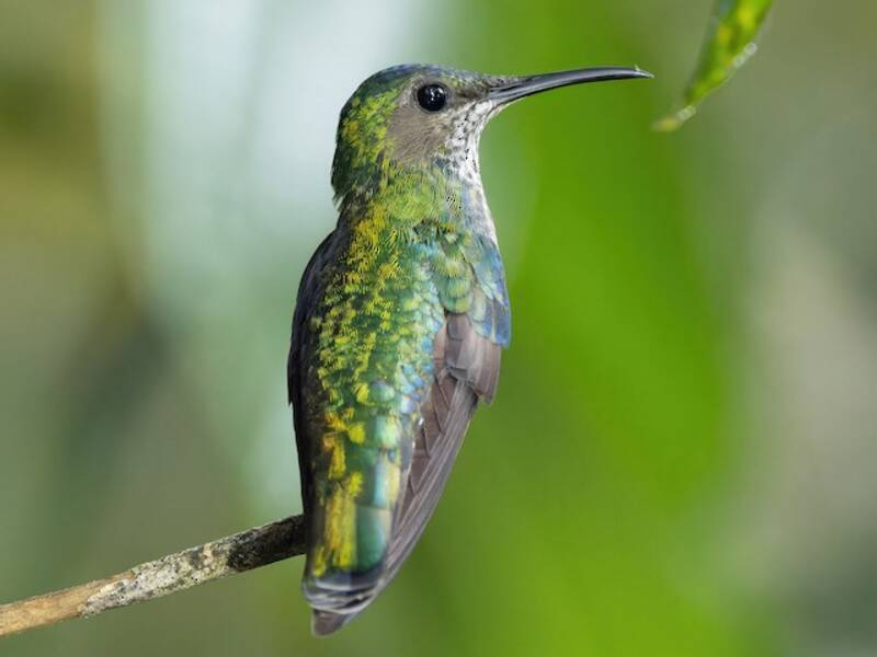 Colibrì codabronzo