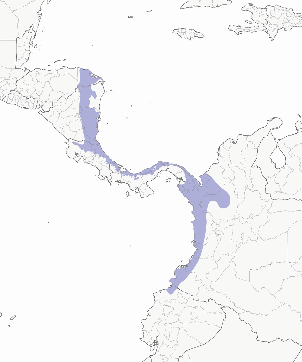 Colibrì codabronzo, Distribuzione 1