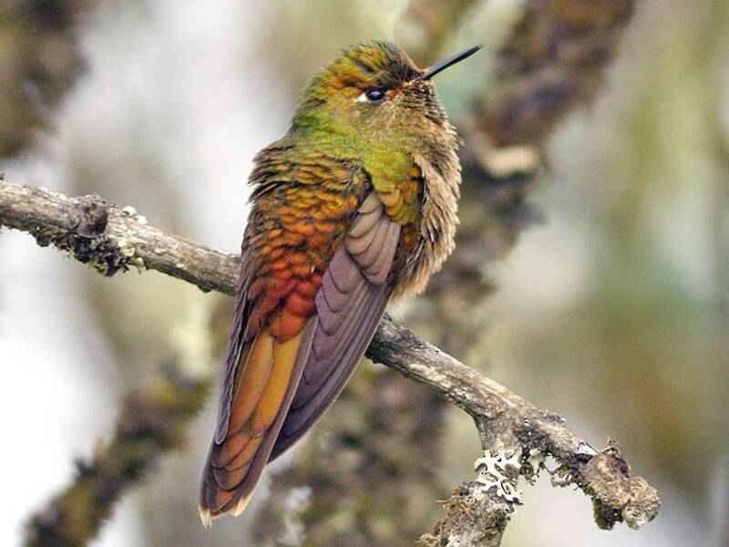 Bronze-tailed Thornbill, Photos 2