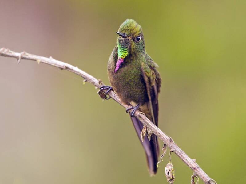 Bronze-tailed Thornbill, Photos 4