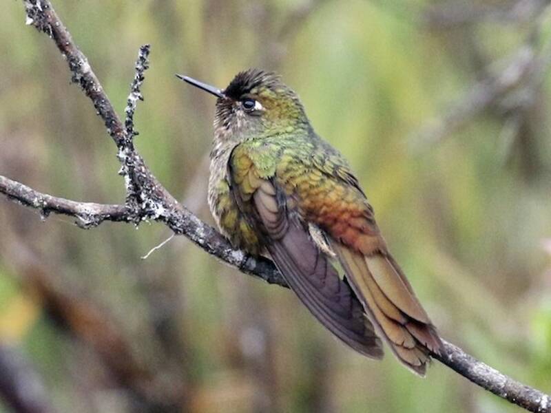 Bronze-tailed Thornbill, Photos 3