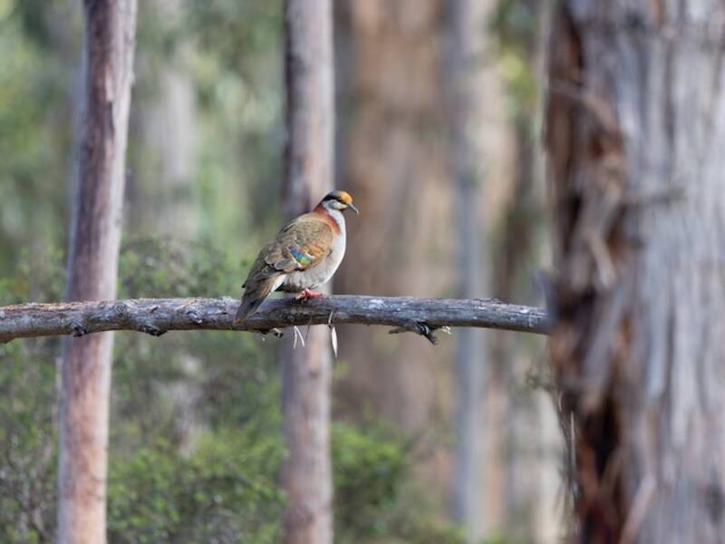 Brush Bronzewing