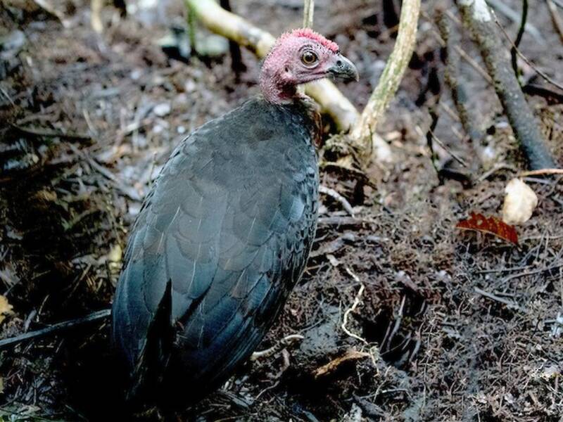 Progallina di Waigeo