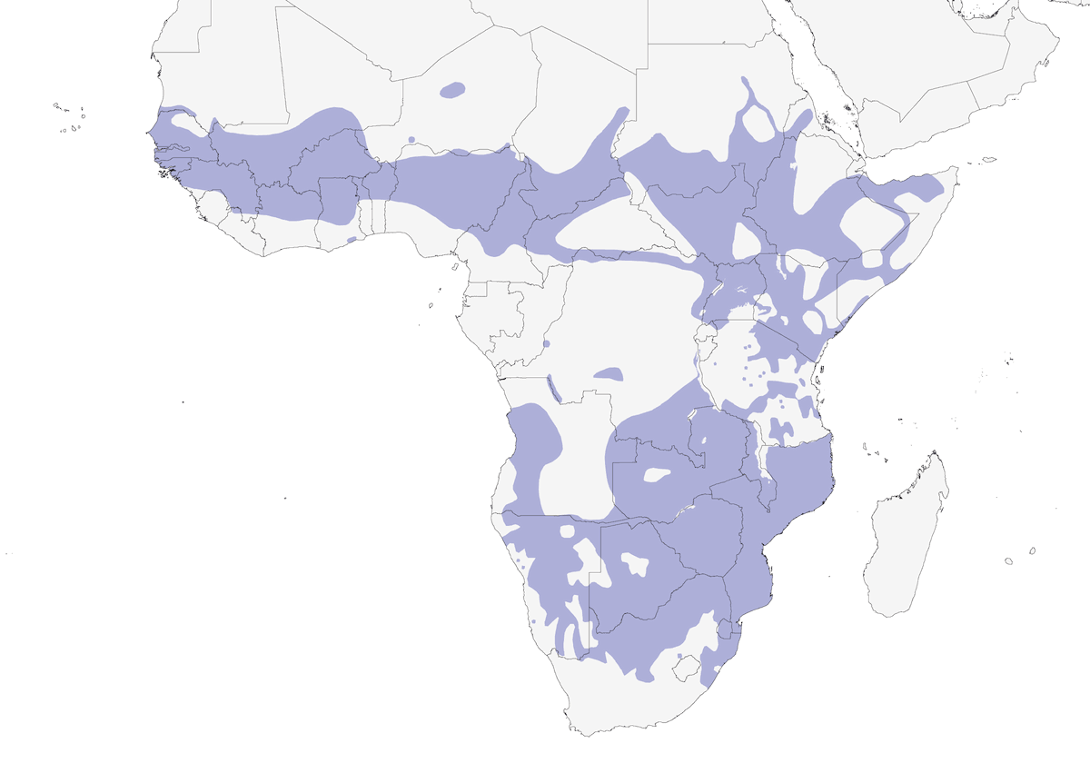 Brubru, Distribution 1