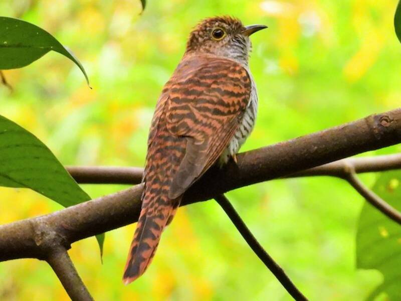 Sunda Brush Cuckoo, 照片 4