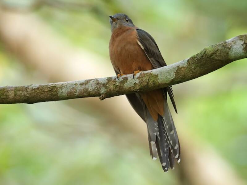 Sunda Brush Cuckoo